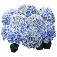 Tivoli Blue